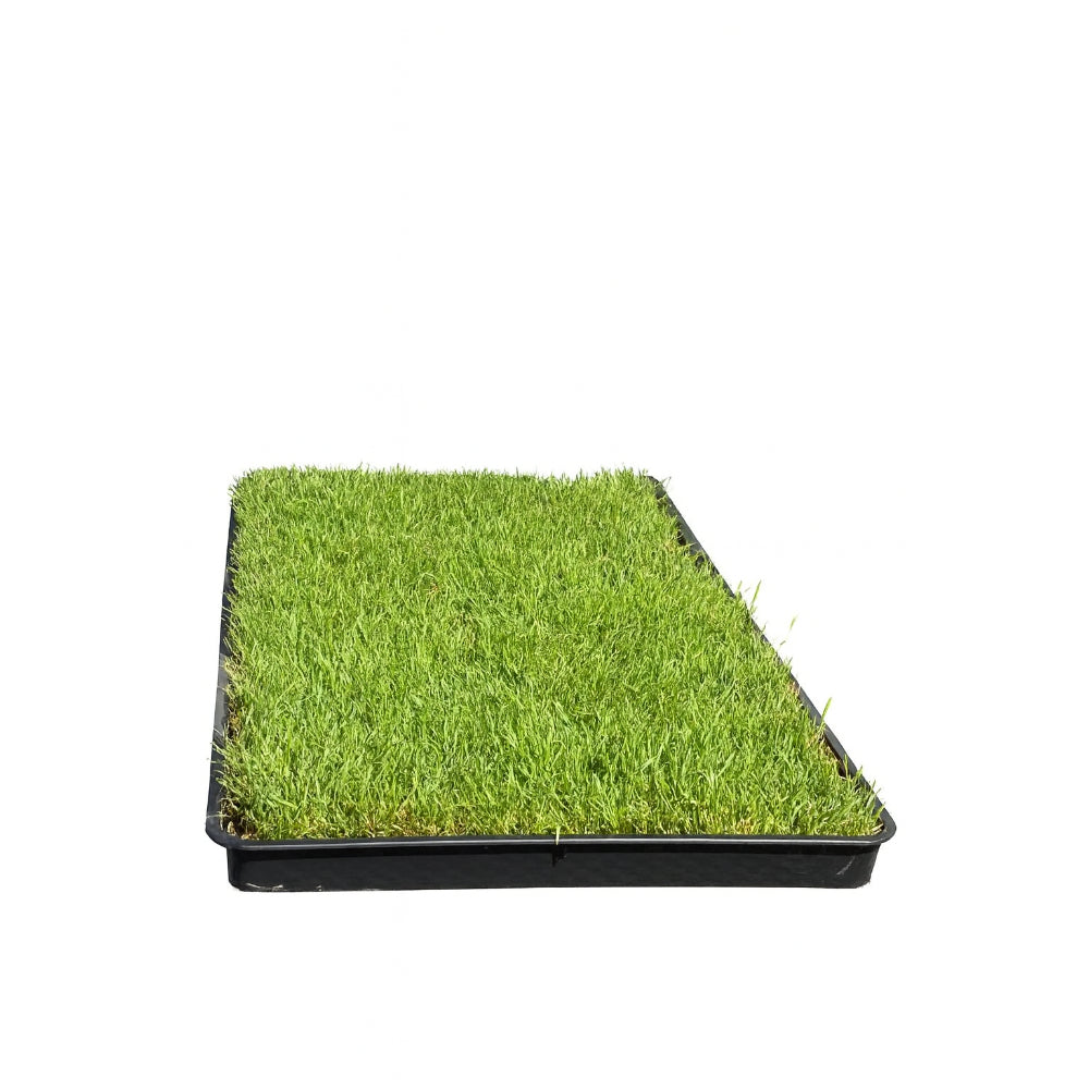 2 in 1 SET "L" - Gras Patch + Unterlegschale