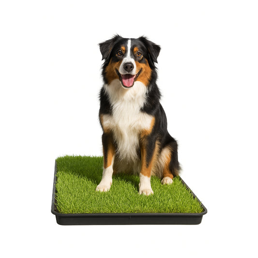 Gras Patch "L" - für Haustiertoilette