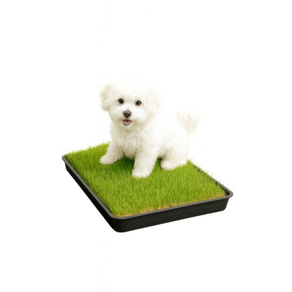 Gras Patch "S" - für Haustiertoilette