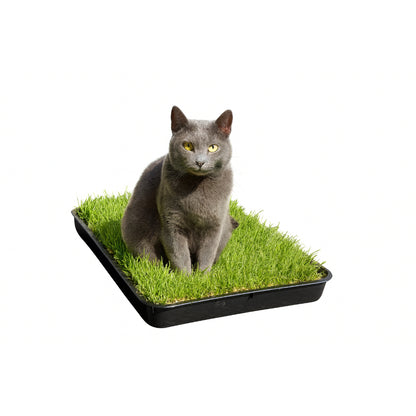 Gras Patch "S" - für Haustiertoilette