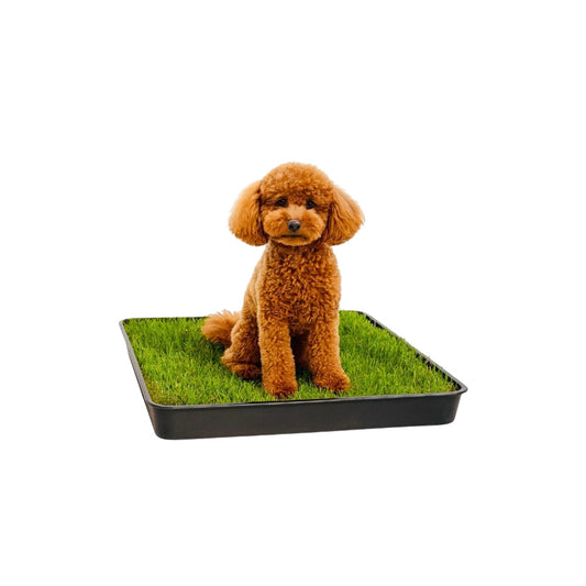 Gras Patch "M" - für Haustiertoilette