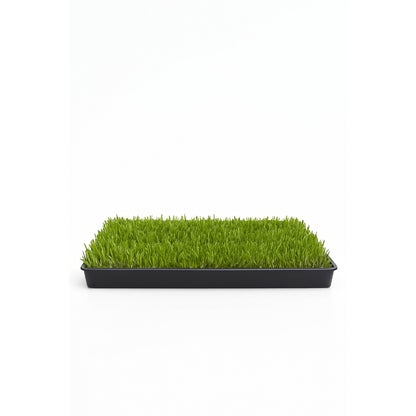 Gras Patch "S" - für Haustiertoilette