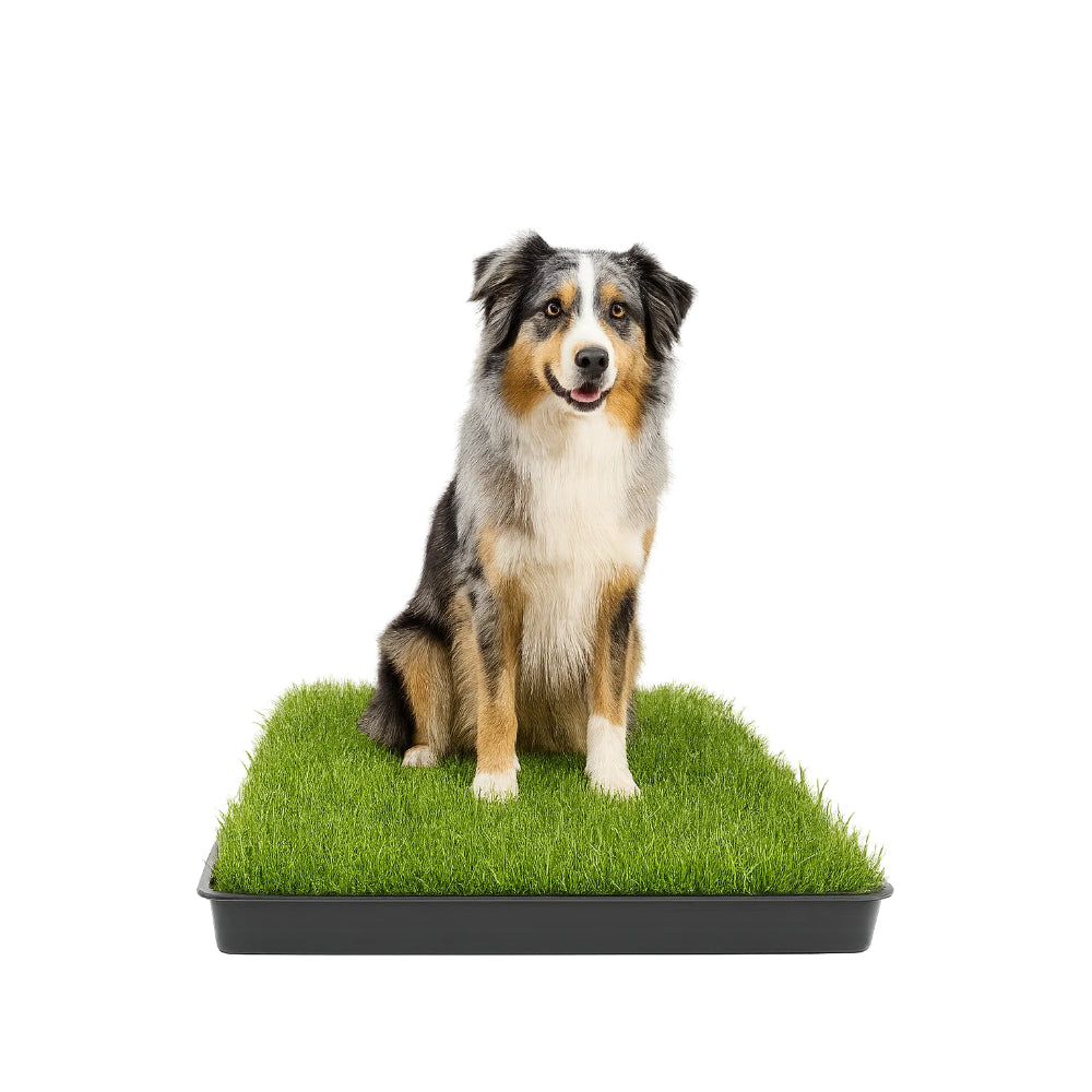 Gras Patch "L" - für Haustiertoilette