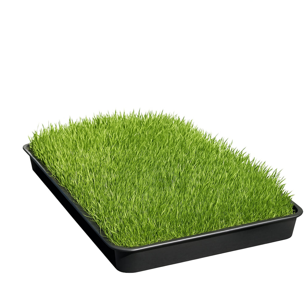 Gras Patch "S" - für Haustiertoilette